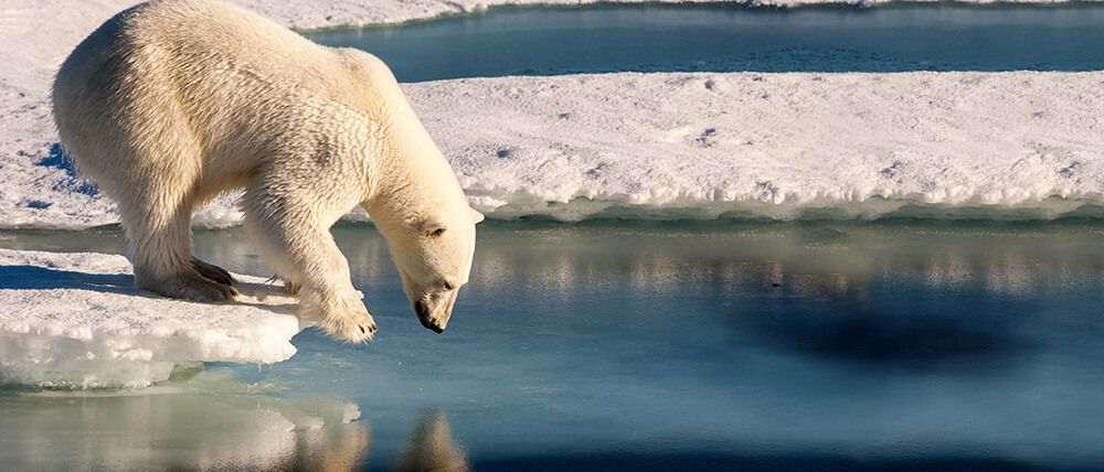 polar bear
